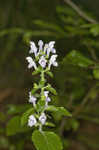 Hairy skullcap